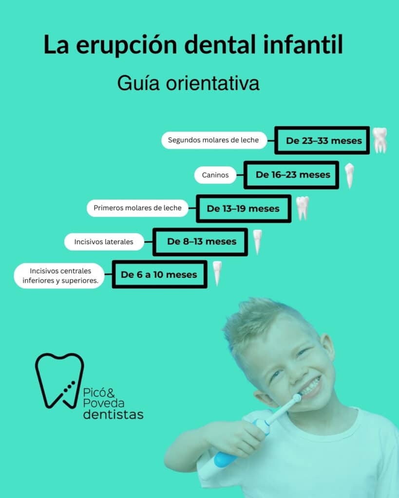 guía de erupción de la dentición infantil